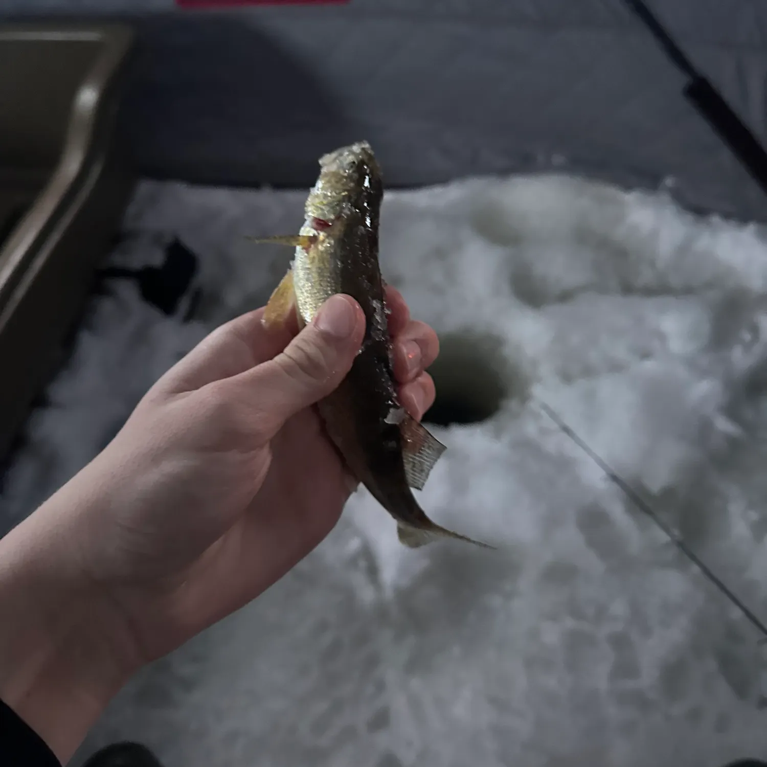 The most recent Sauger catches on Fishbrain