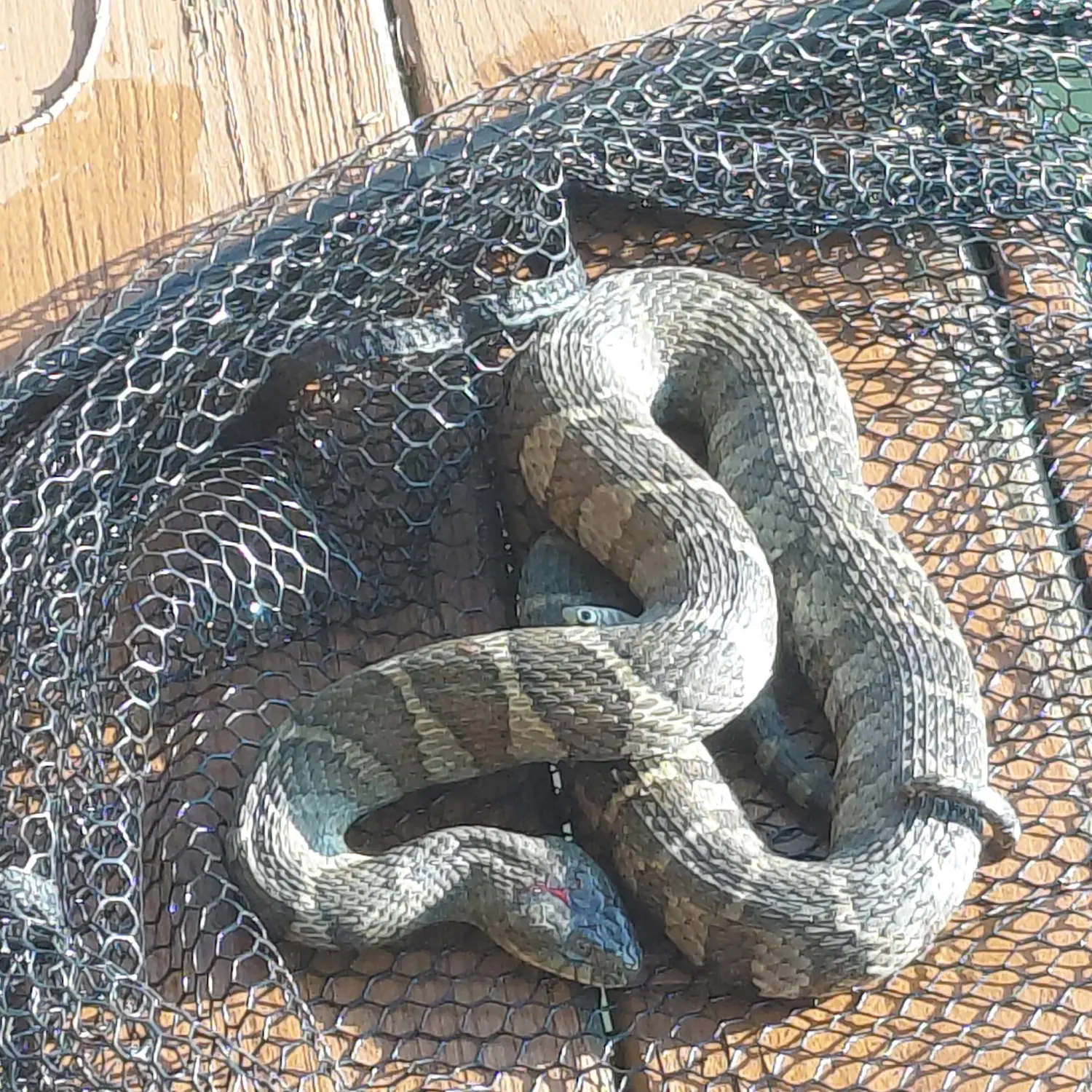Fish caught on Fishbrain