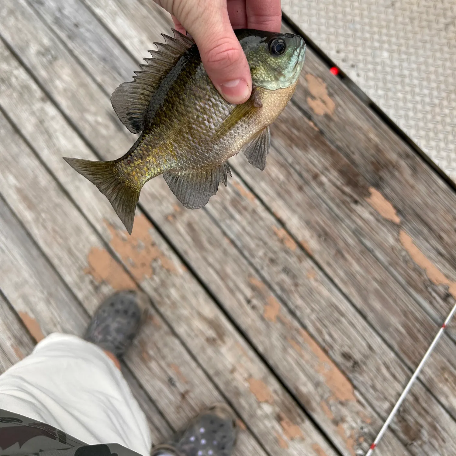 Bluegill caught on Fishbrain