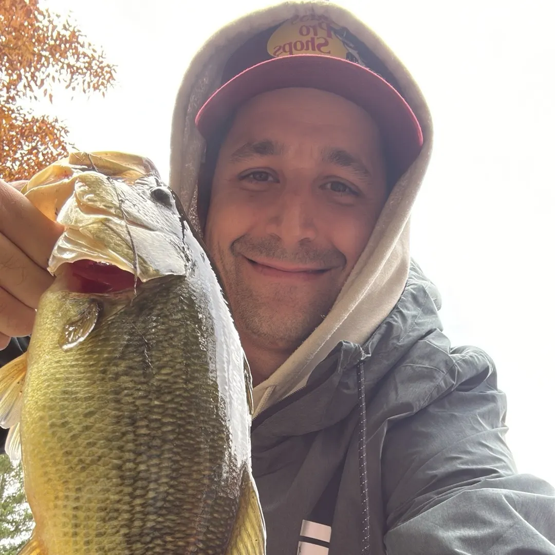 Largemouth bass caught on Fishbrain