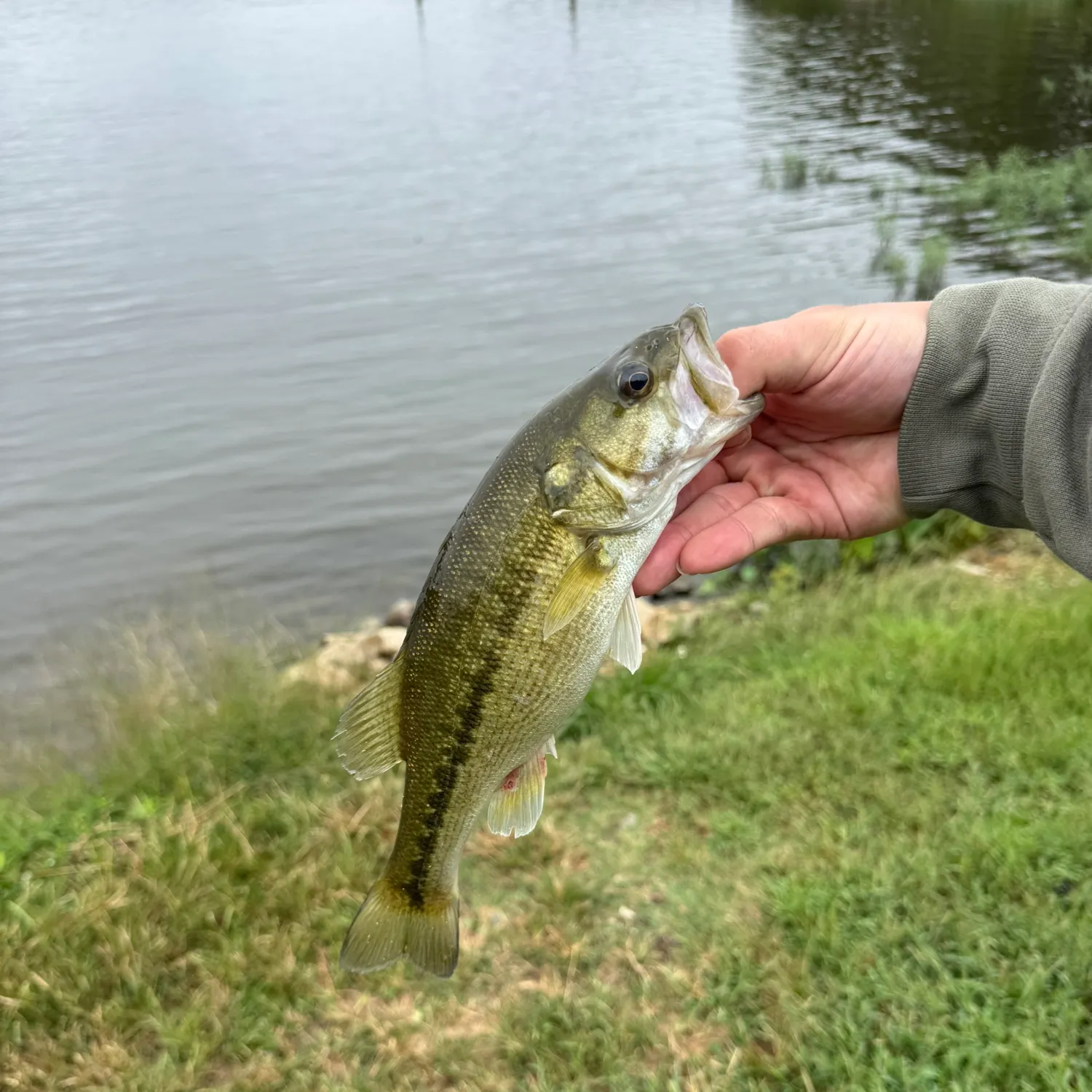 Spotted bass caught on Fishbrain