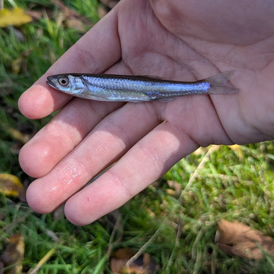 The most recent Rosyface shiner catches on Fishbrain