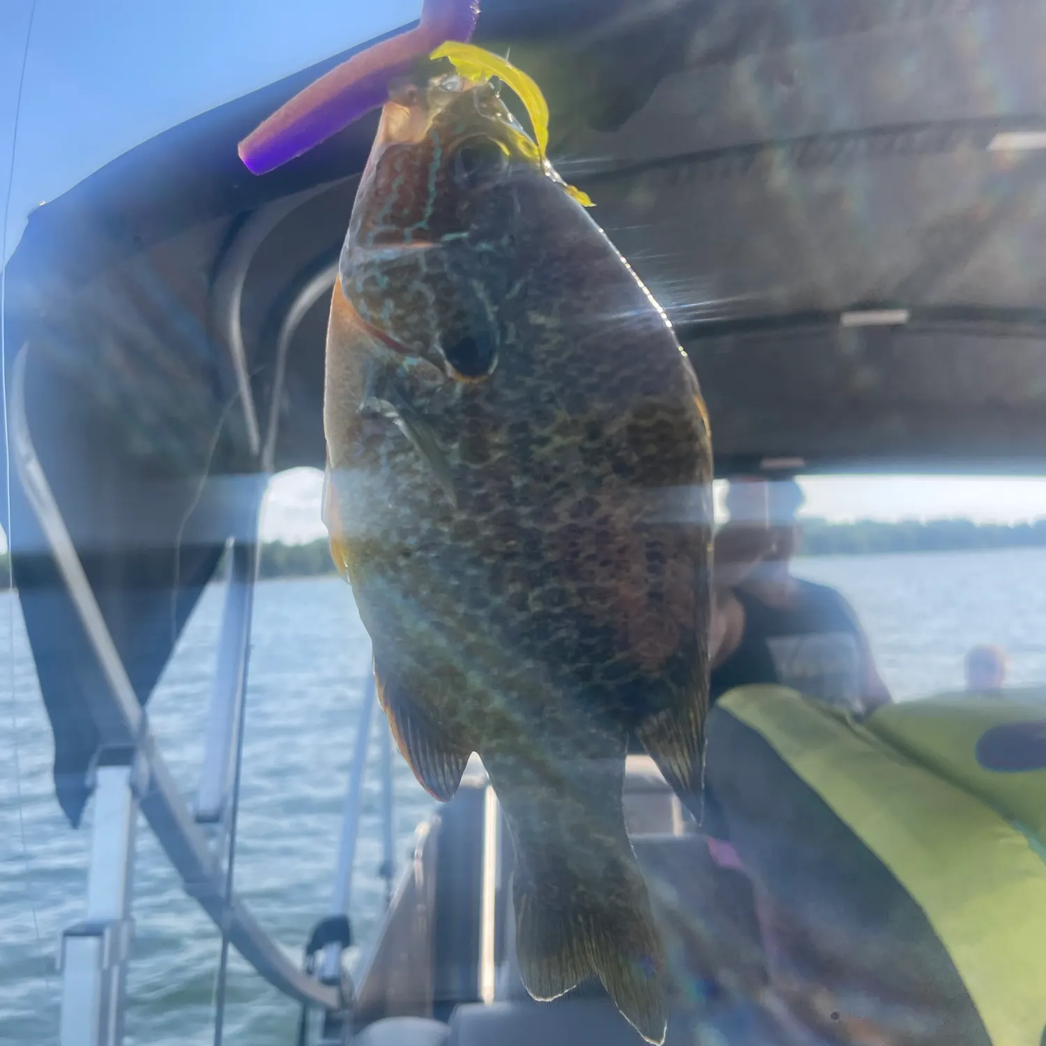 The most recent Redear sunfish catches on Fishbrain