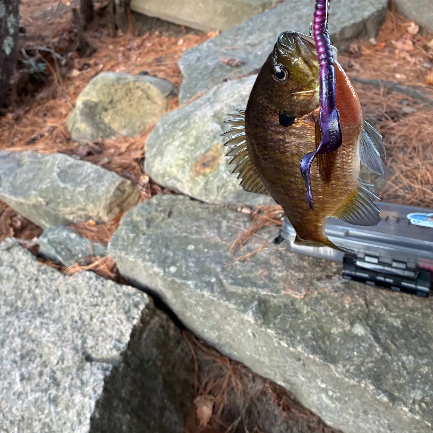 Bluegill caught on Fishbrain