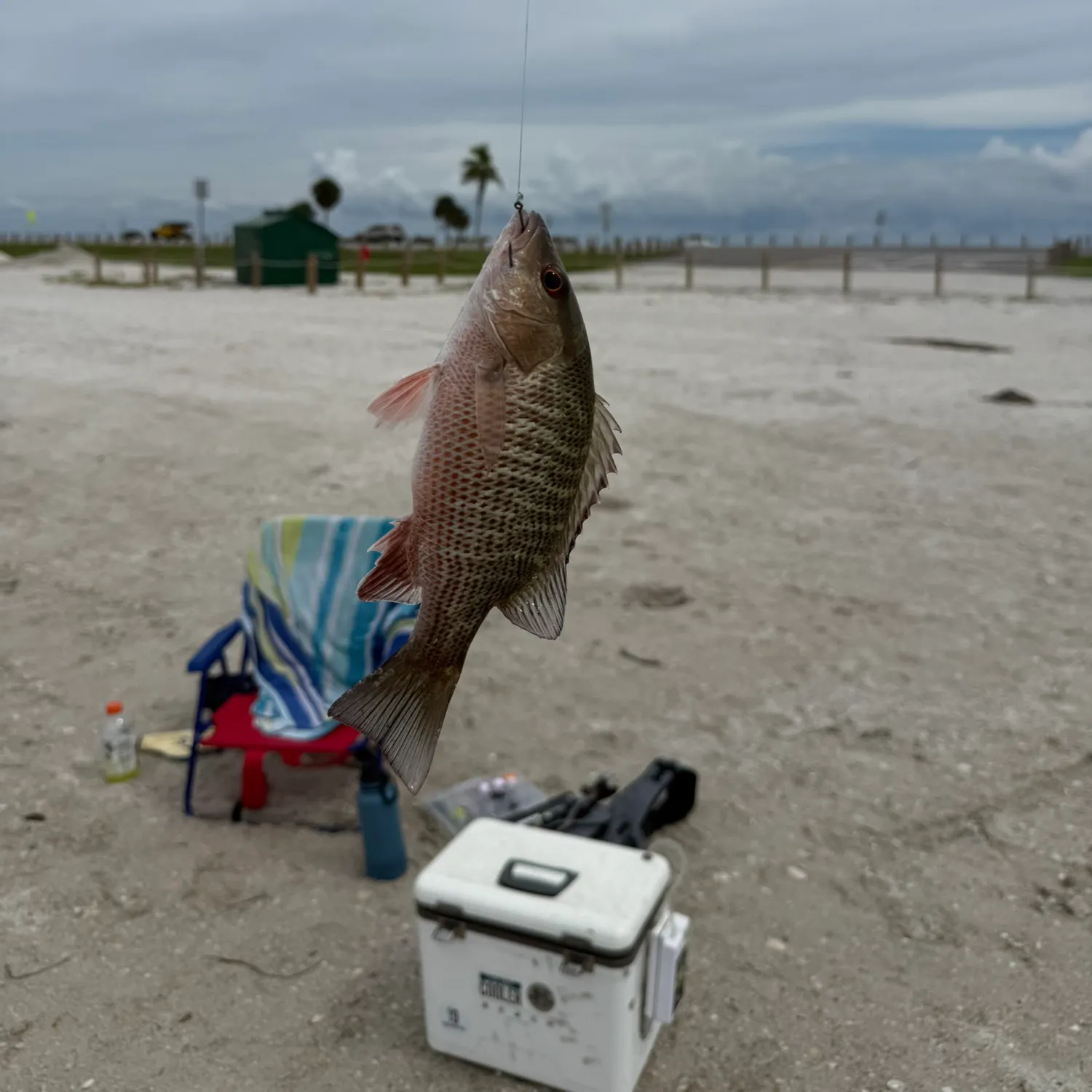 Mangrove snapper caught on Fishbrain