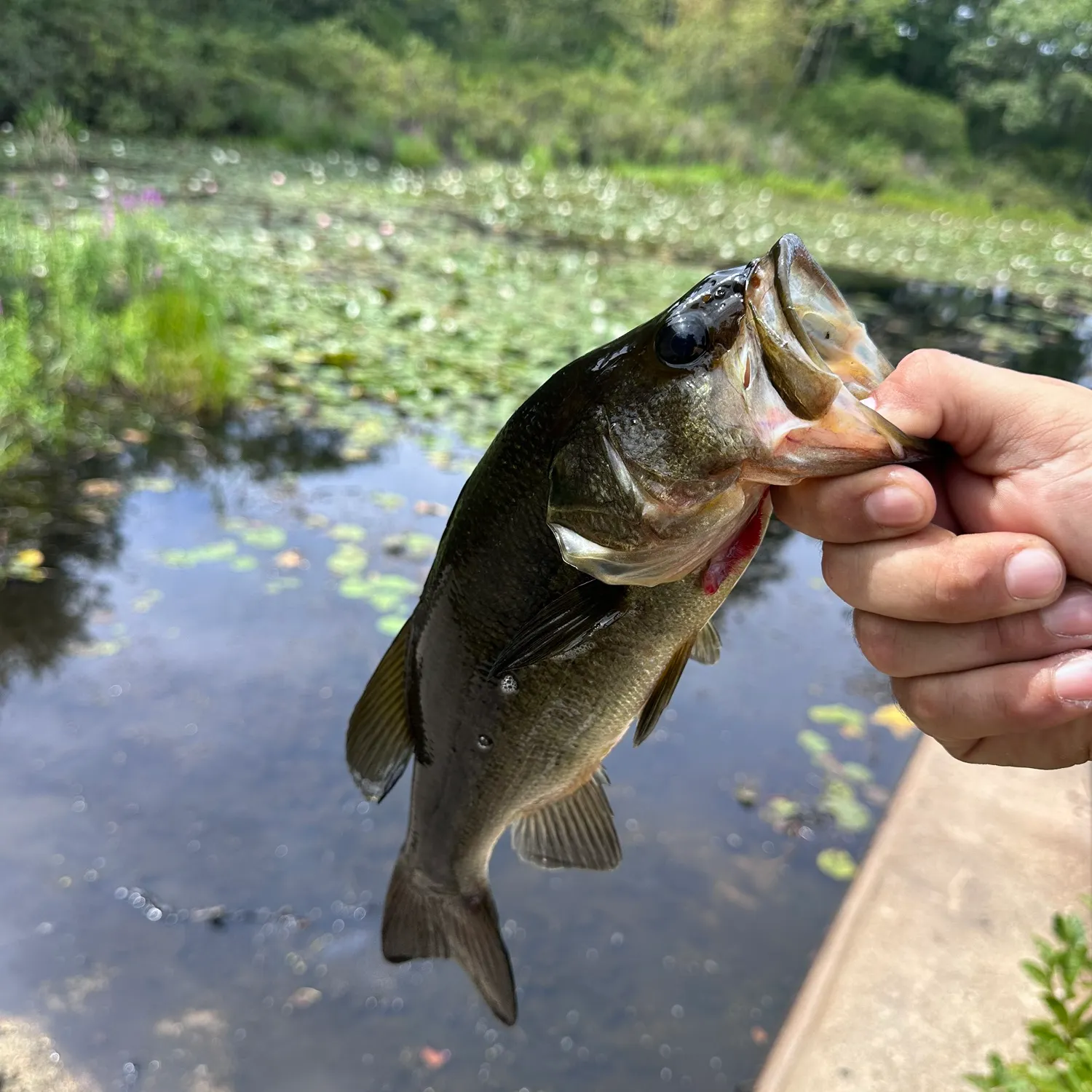 Largemouth bass caught on Fishbrain