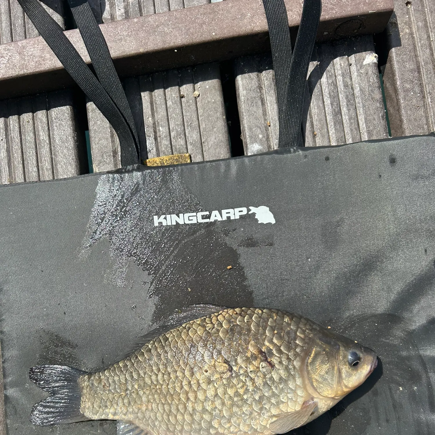 The most recent F1 carp catches on Fishbrain