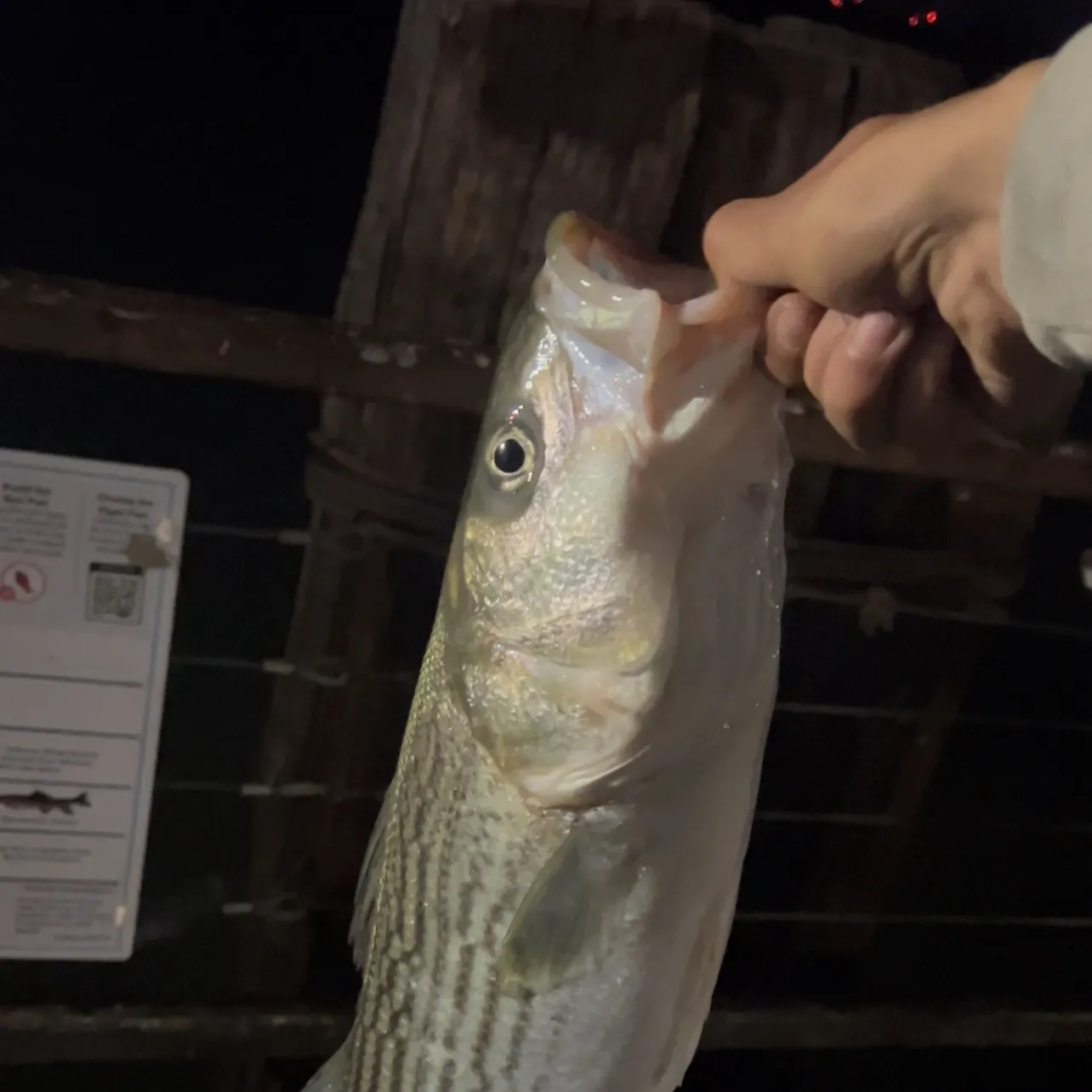 The most recent Striped bass catches on Fishbrain