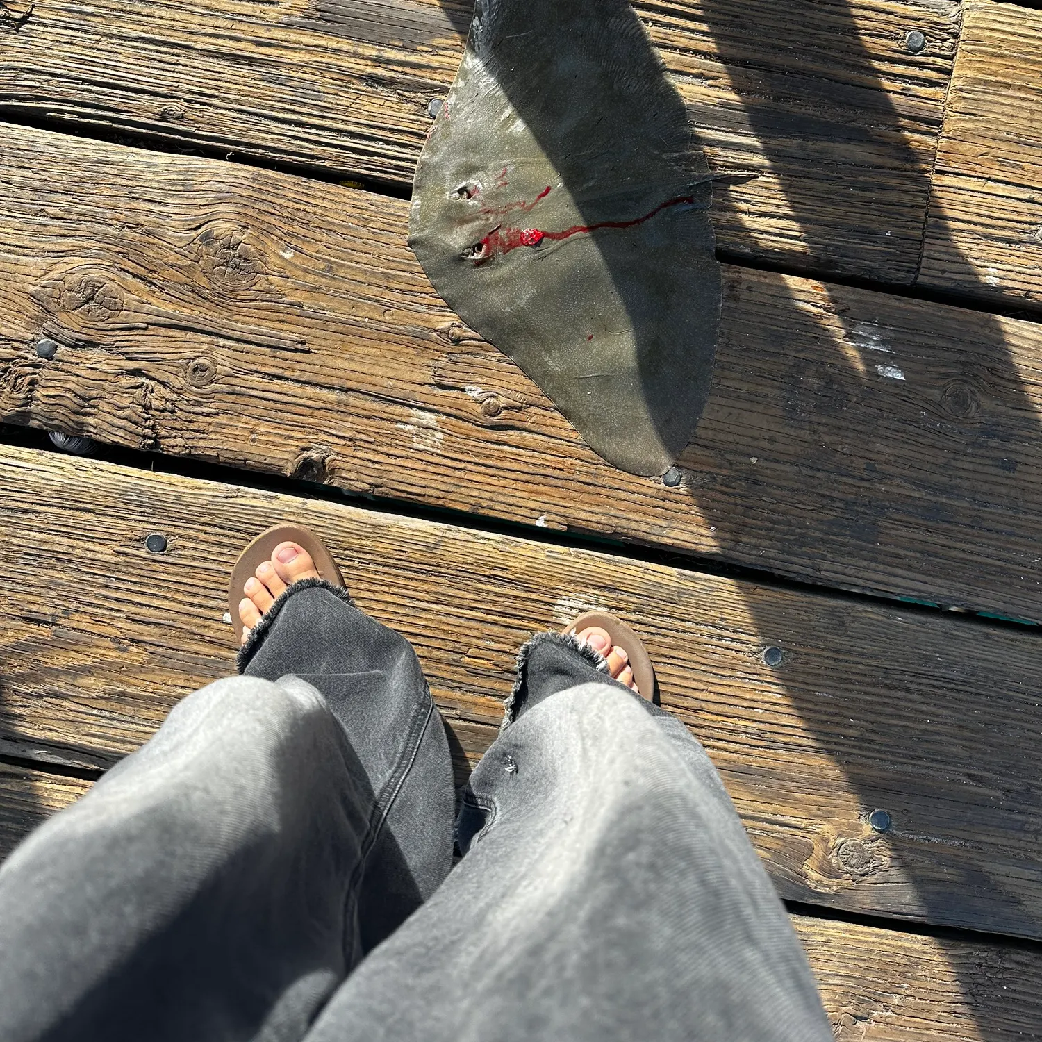 The most recent California butterfly ray catches on Fishbrain