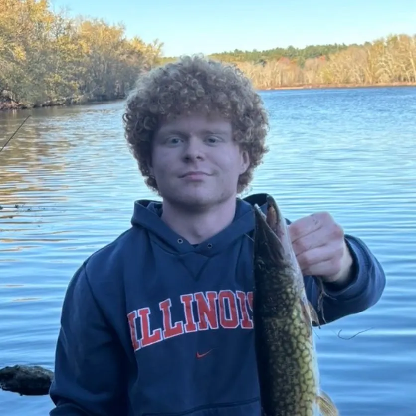 Chain pickerel caught on Fishbrain