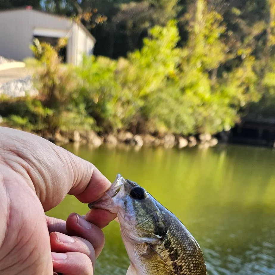 Spotted bass caught on Fishbrain