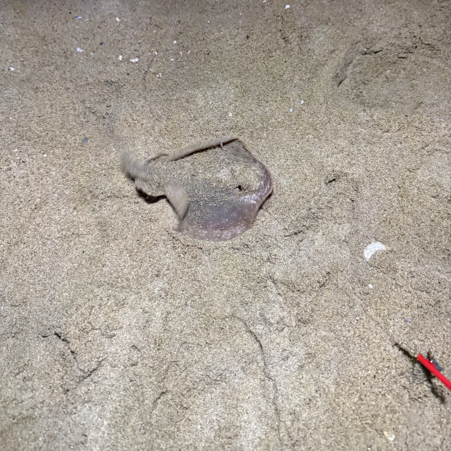 The most recent Haller's round ray catches on Fishbrain