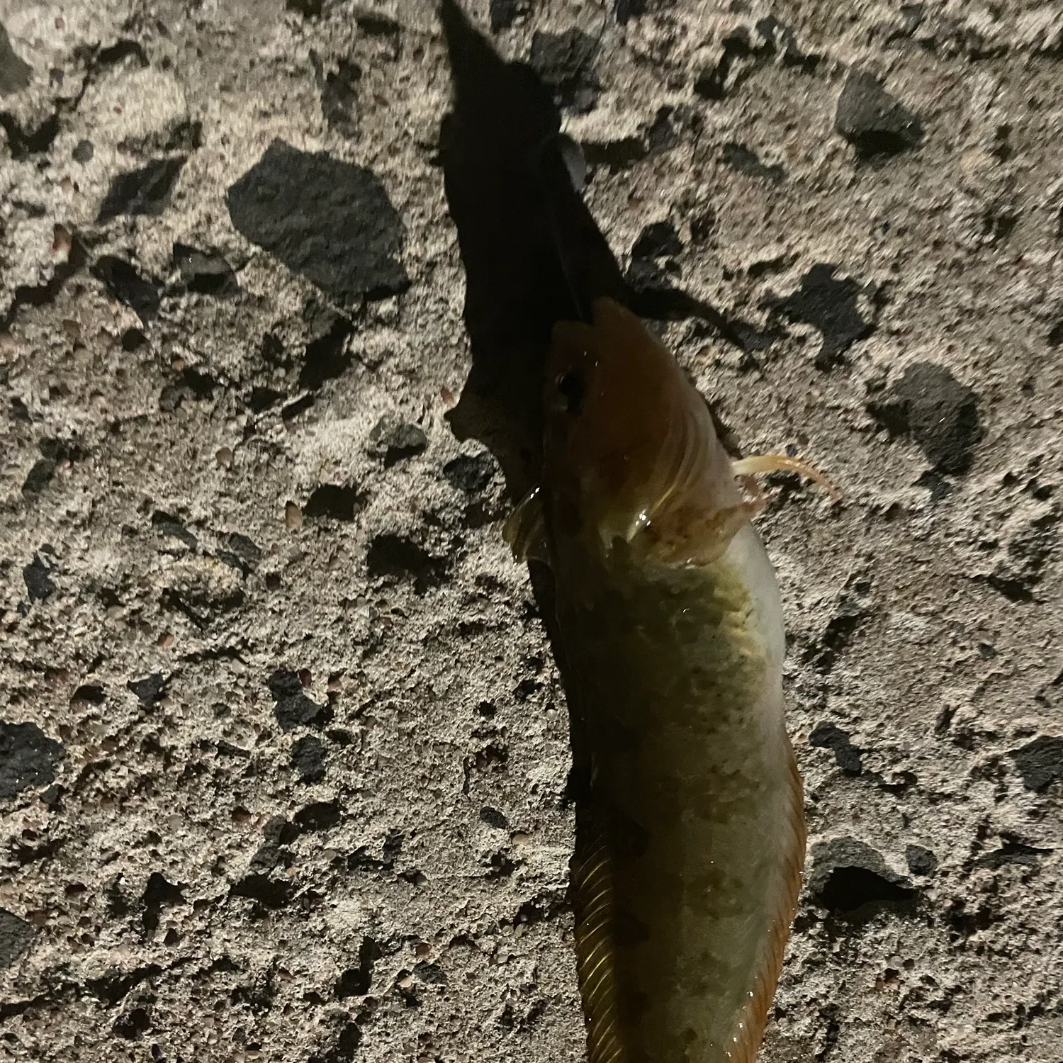 The most recent Blue weed whiting catches on Fishbrain