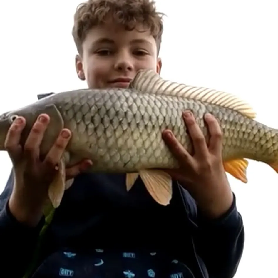 Common carp caught on Fishbrain