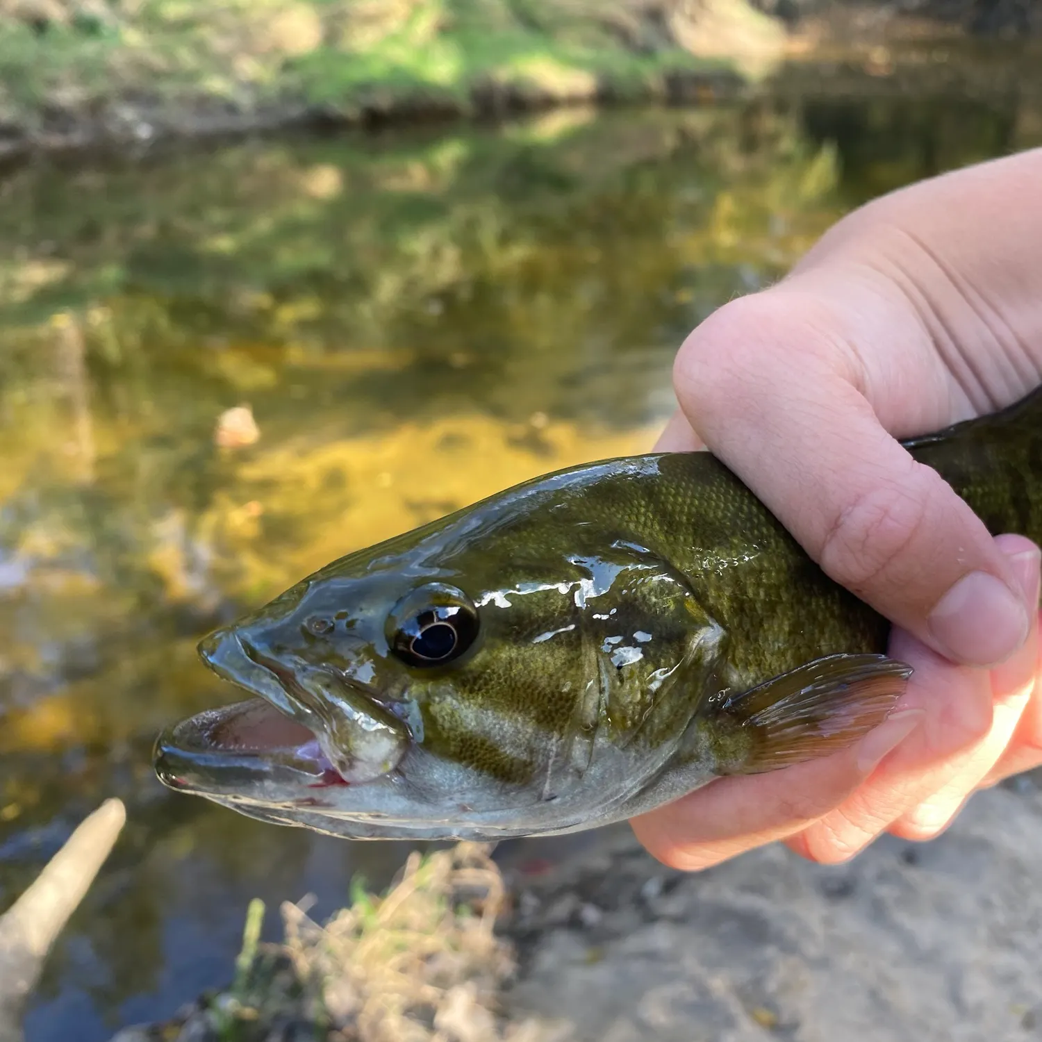 Smallmouth bass caught on Fishbrain