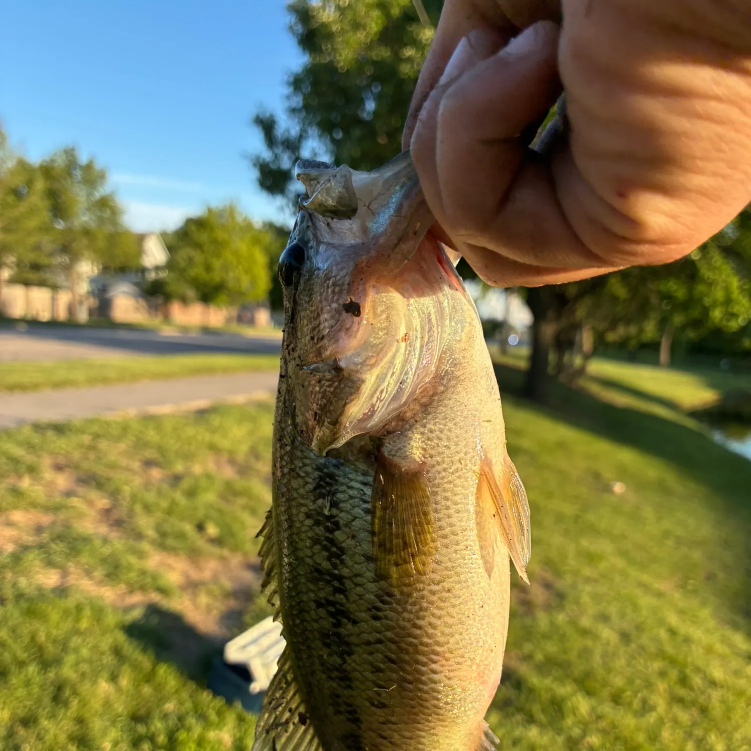 The most recent Spotted bass catches on Fishbrain