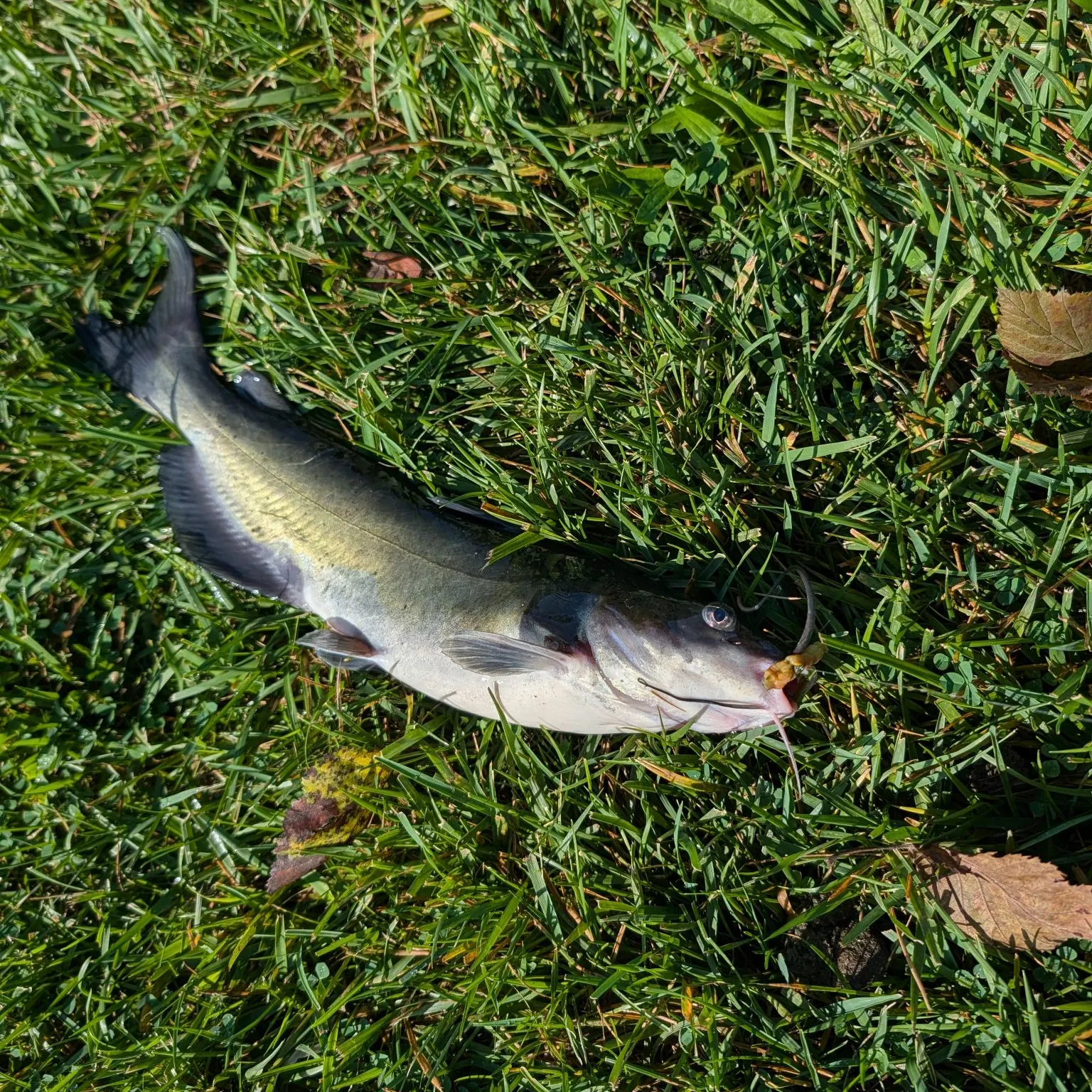 Channel catfish caught on Fishbrain