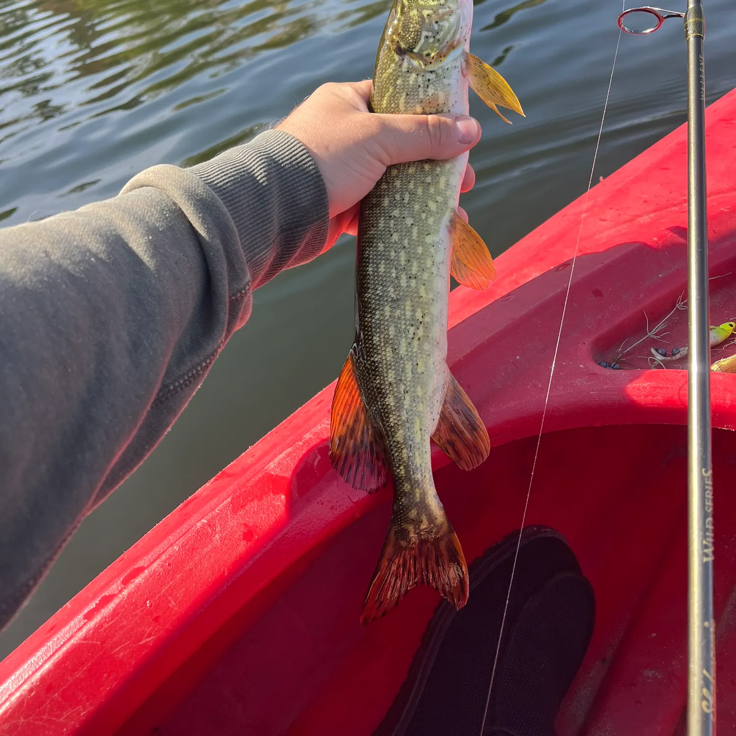 Northern pike caught on Fishbrain