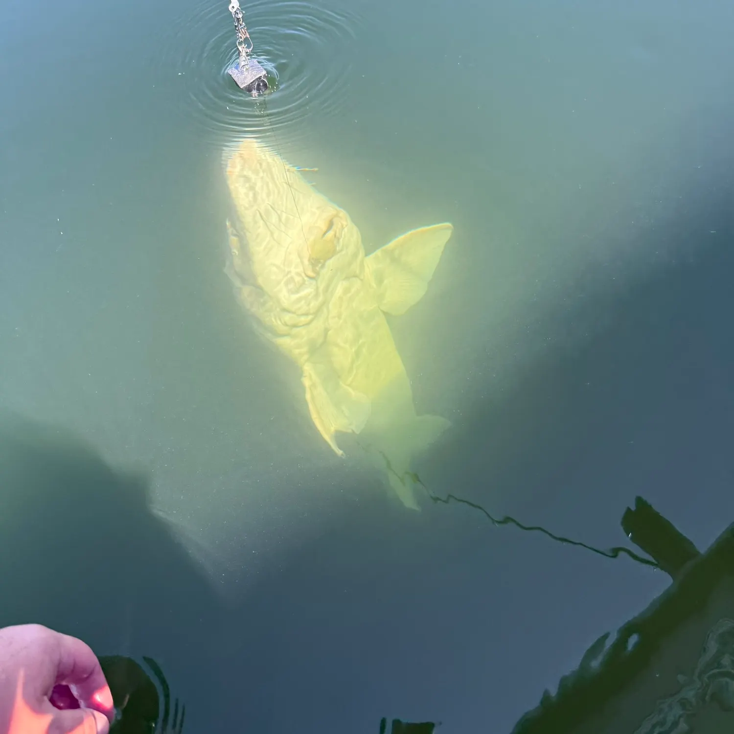 The most recent White sturgeon catches on Fishbrain