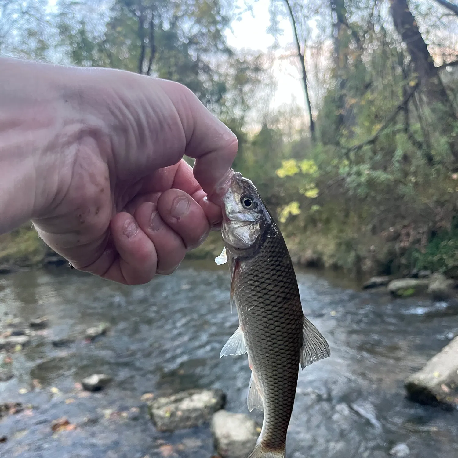 Fallfish caught on Fishbrain