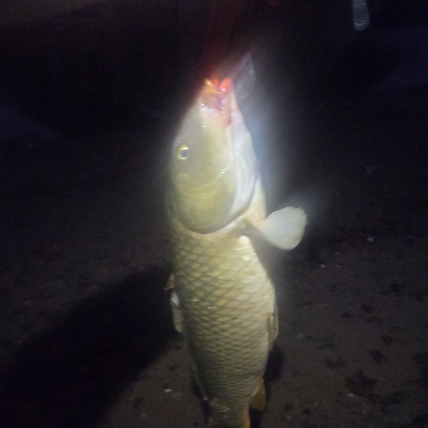 Common carp caught on Fishbrain