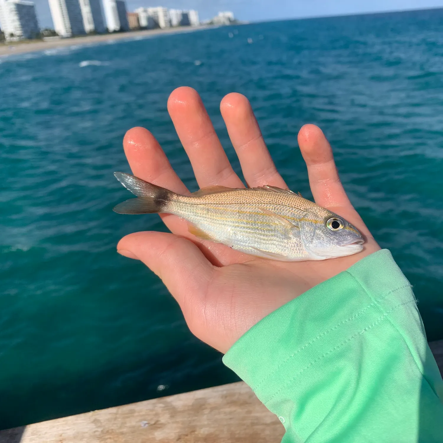The most recent Pinfish catches on Fishbrain