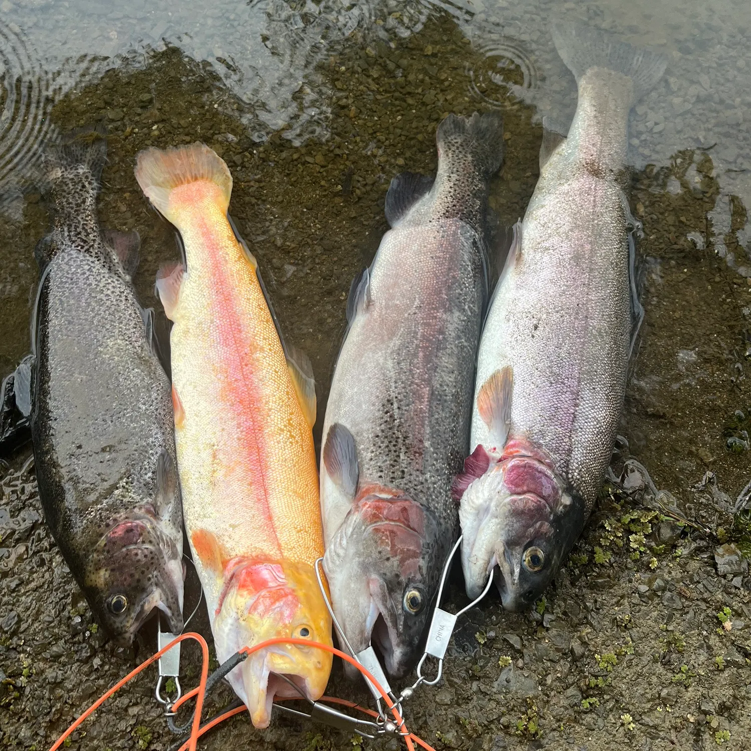 recently logged catches