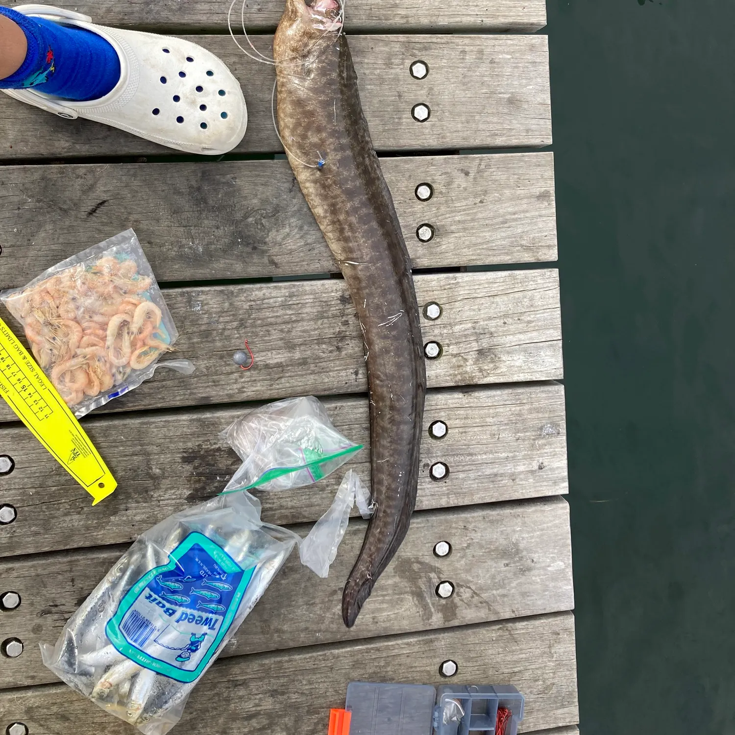 The most popular recent Dark moray catch on Fishbrain