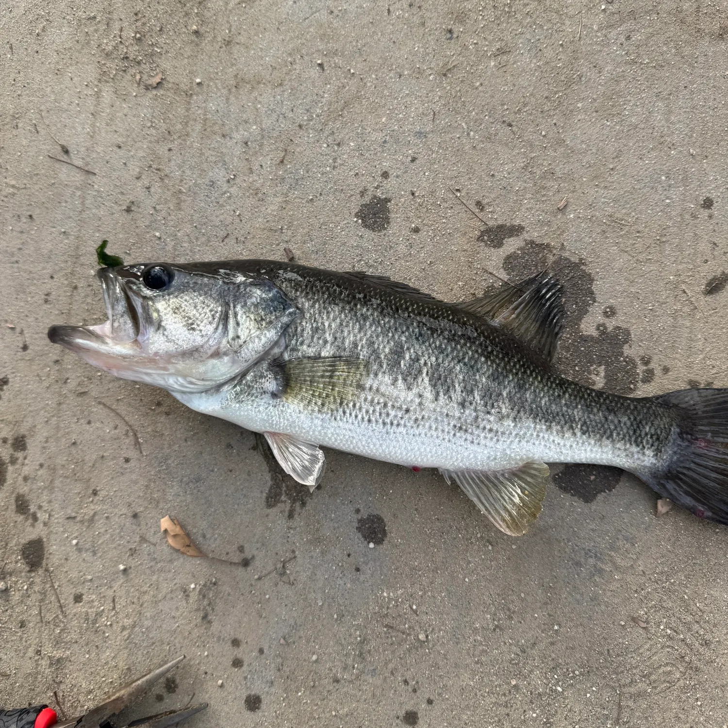 angler catch