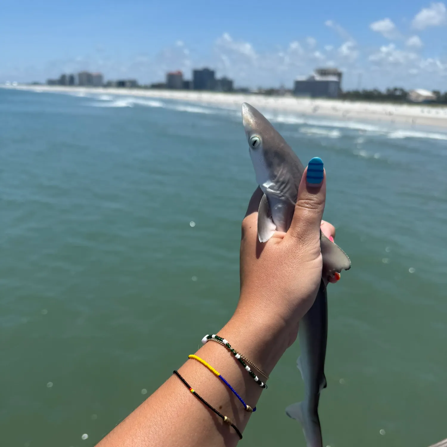 The most recent Blacktip reef shark catches on Fishbrain