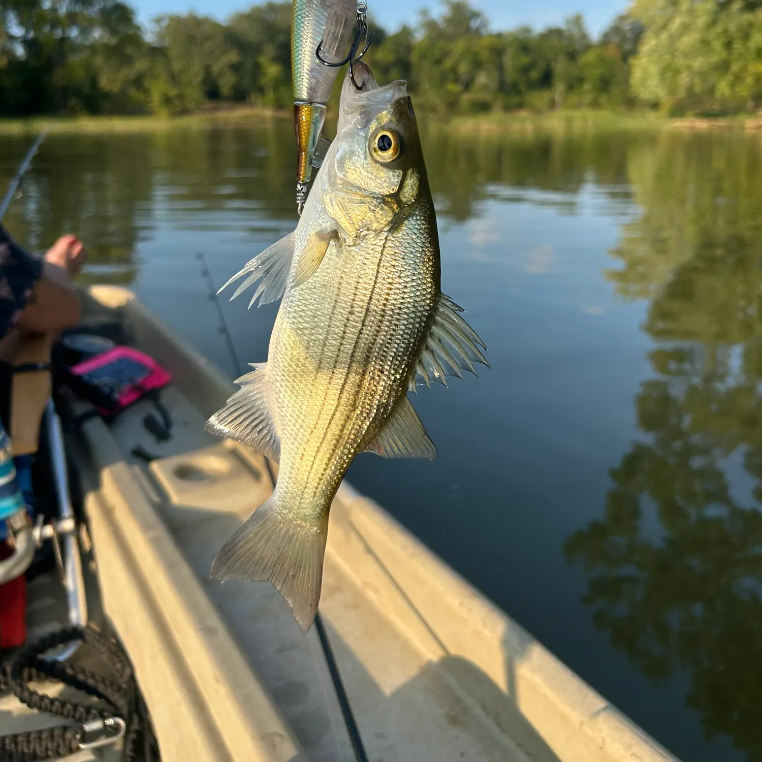 White bass caught on Fishbrain