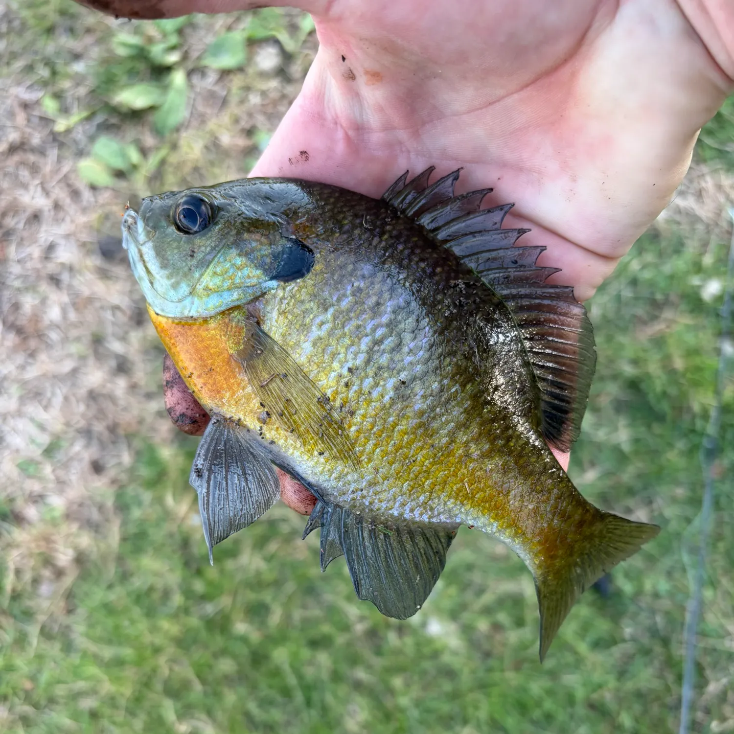 Bluegill caught on Fishbrain