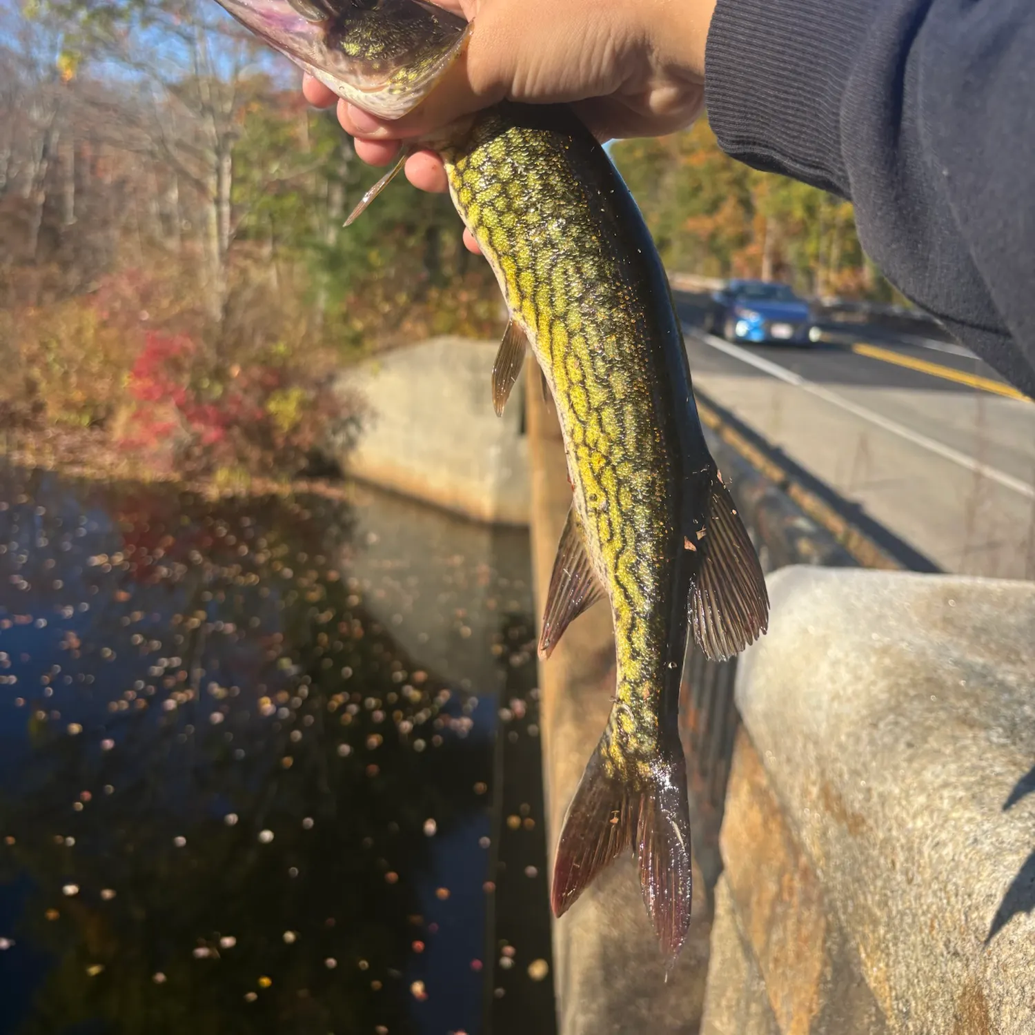 Chain pickerel caught on Fishbrain