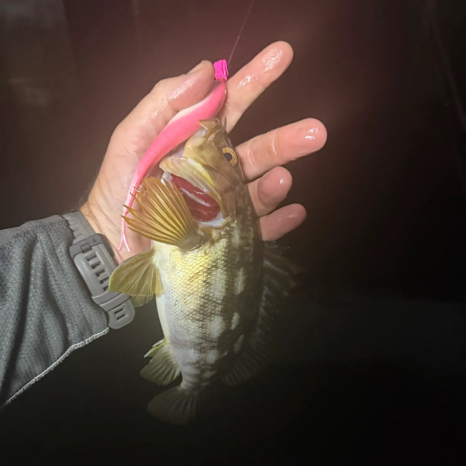Kelp bass caught on Fishbrain
