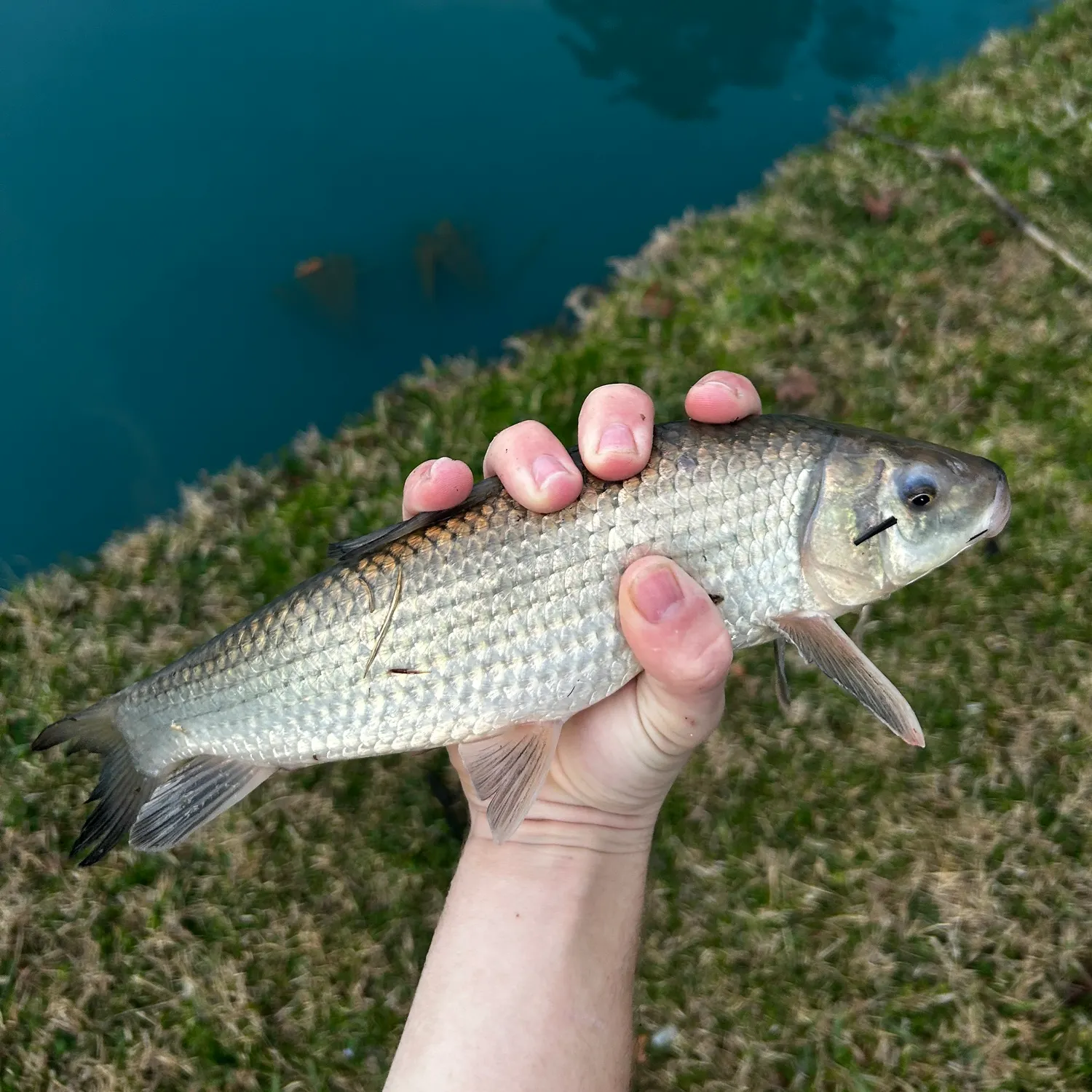 The most recent Gray redhorse catches on Fishbrain