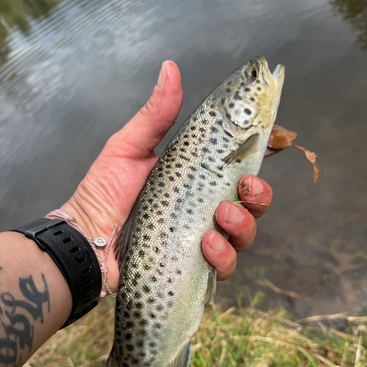 The most recent Sea trout catches on Fishbrain