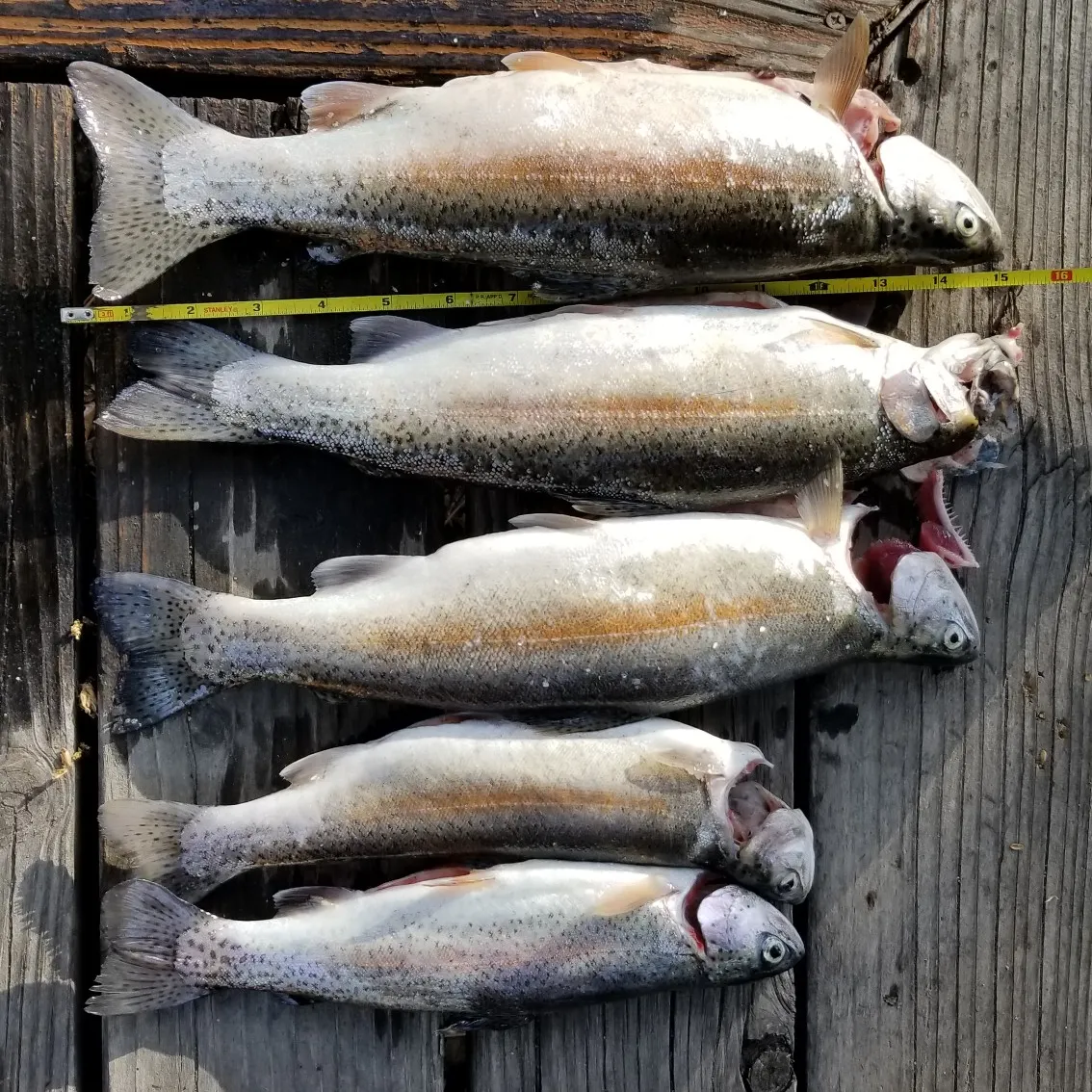 recently logged catches