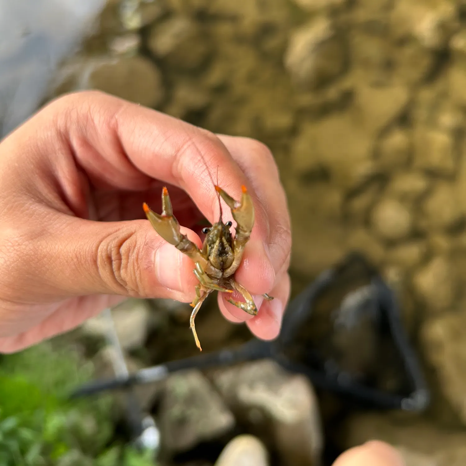 The most recent Rusty crayfish catches on Fishbrain