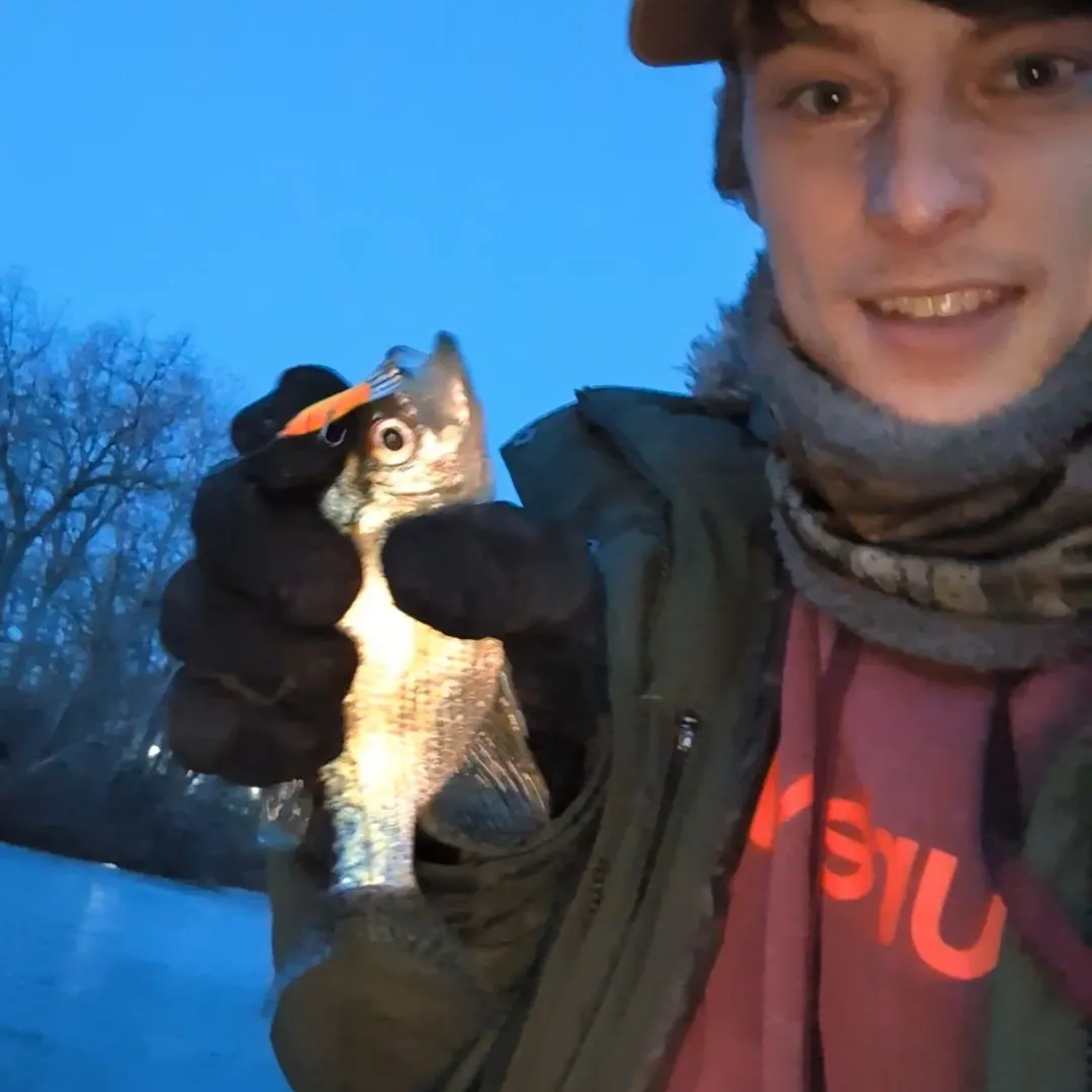 The most recent Black crappie catches on Fishbrain