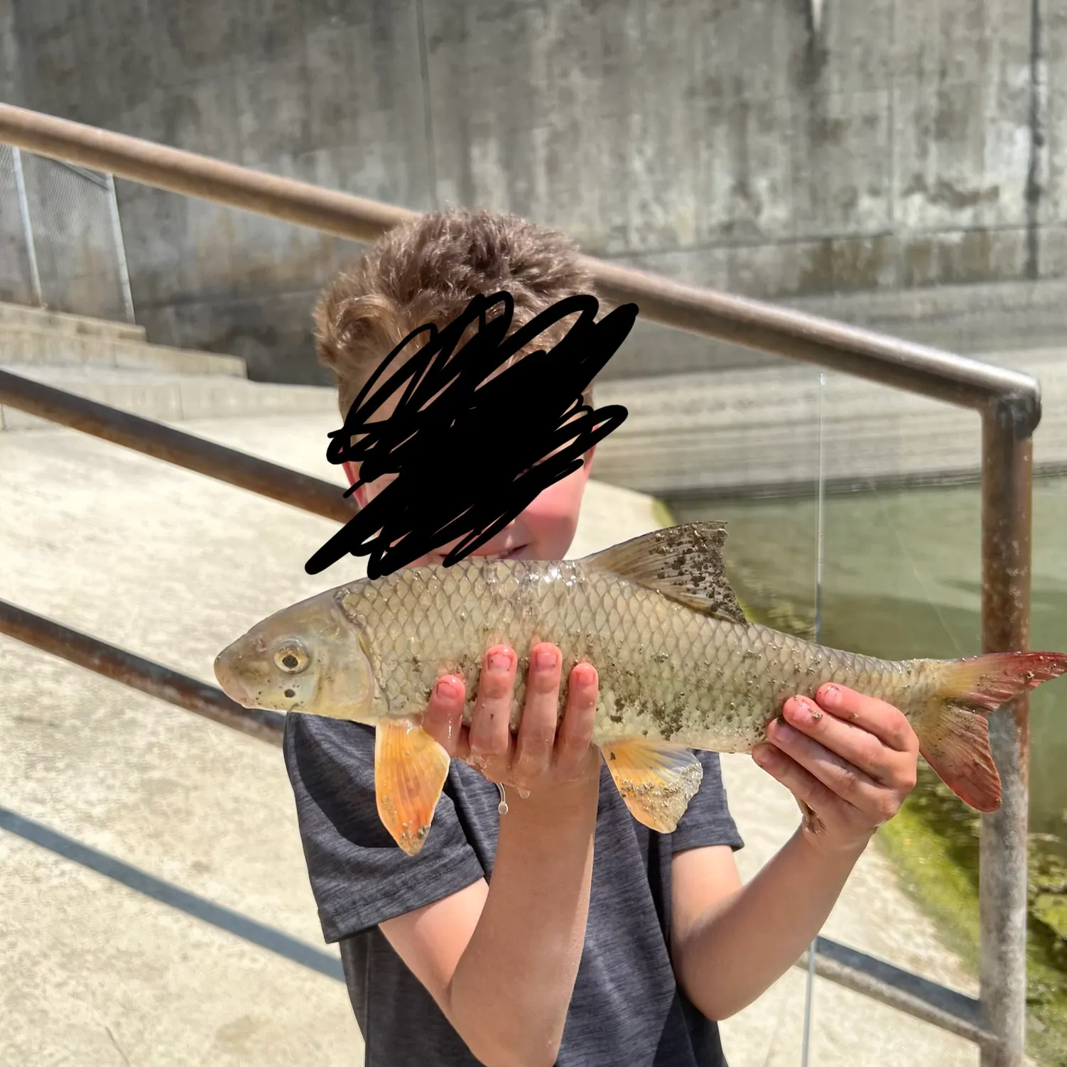 The most recent Shorthead redhorse catches on Fishbrain