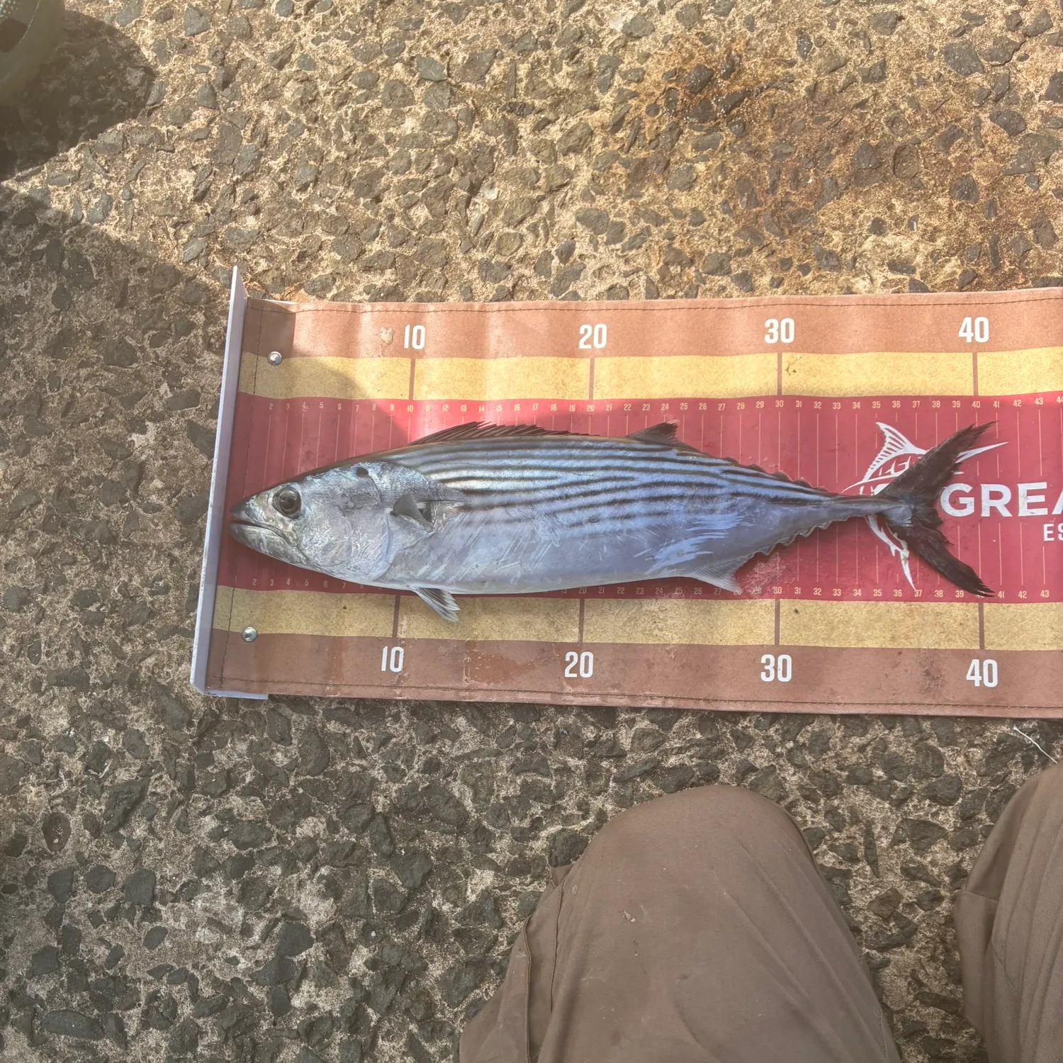 The most recent Australian bonito catches on Fishbrain