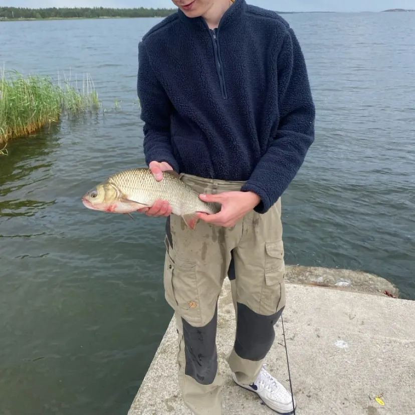 The most recent Ide catches on Fishbrain