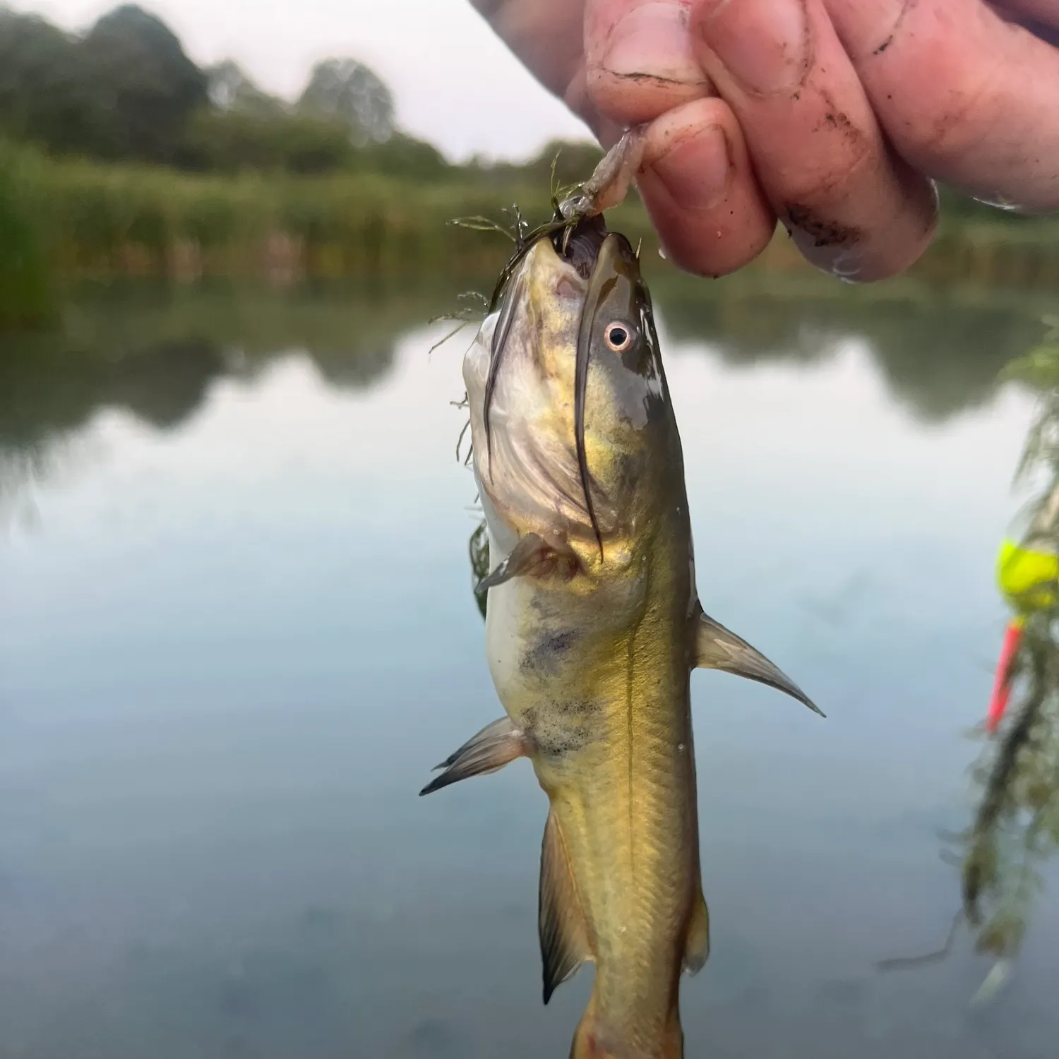 Yellow bullhead caught on Fishbrain
