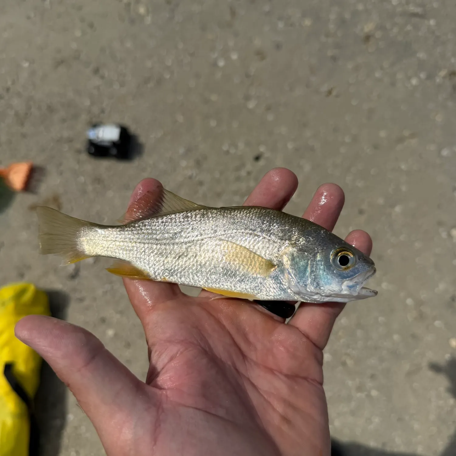 The most recent Silver perch catches on Fishbrain