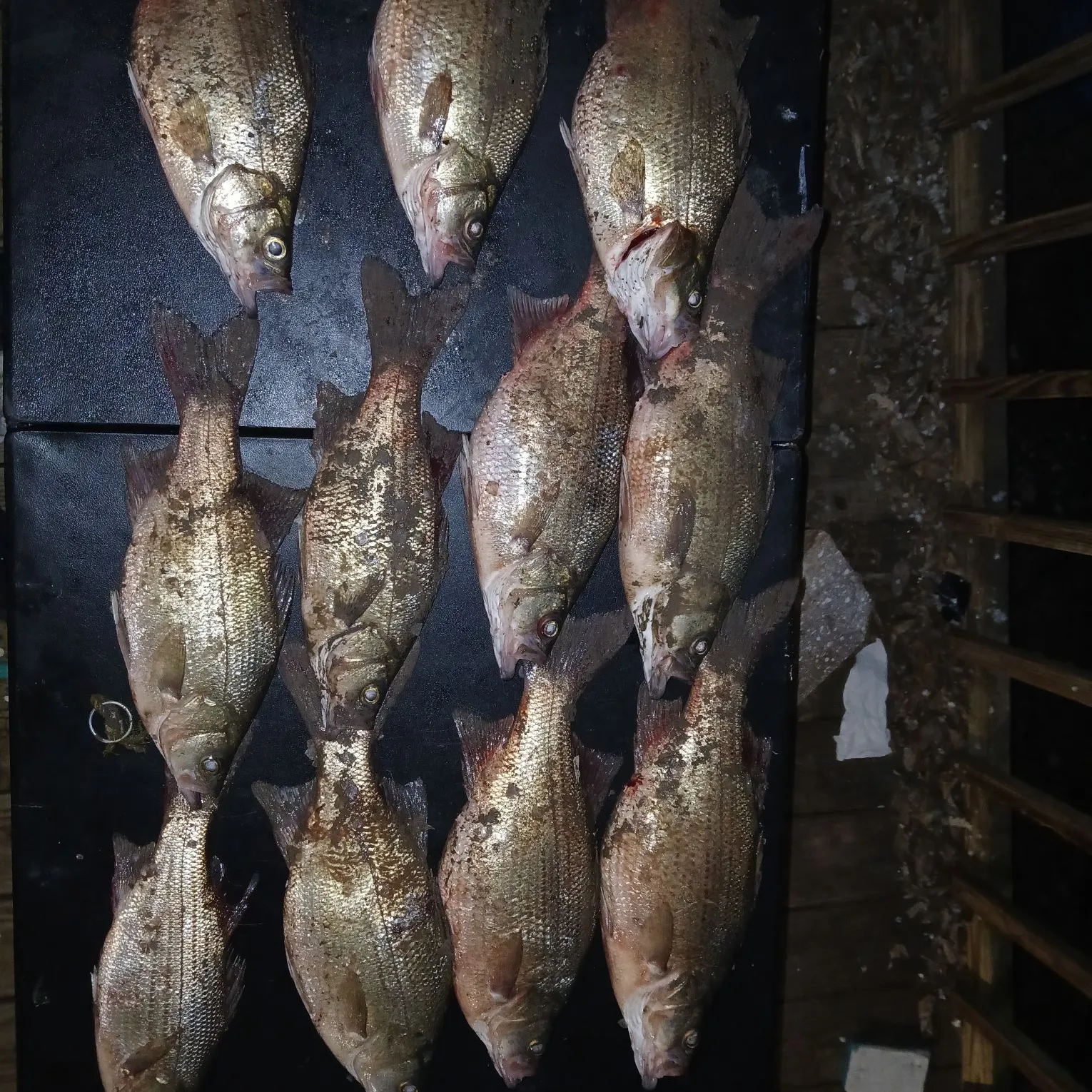 White bass caught on Fishbrain