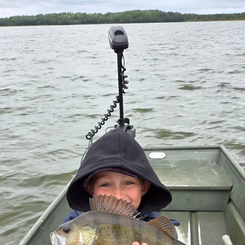 European perch caught on Fishbrain