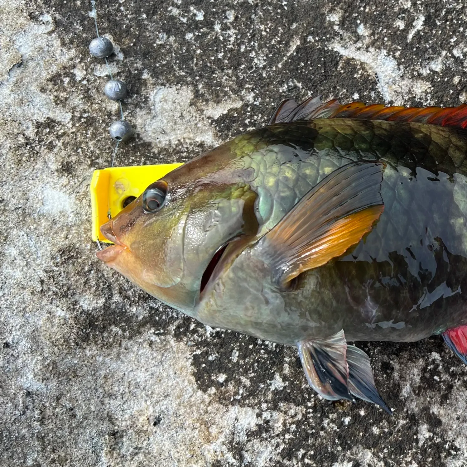 The most recent Crimsonband wrasse catches on Fishbrain