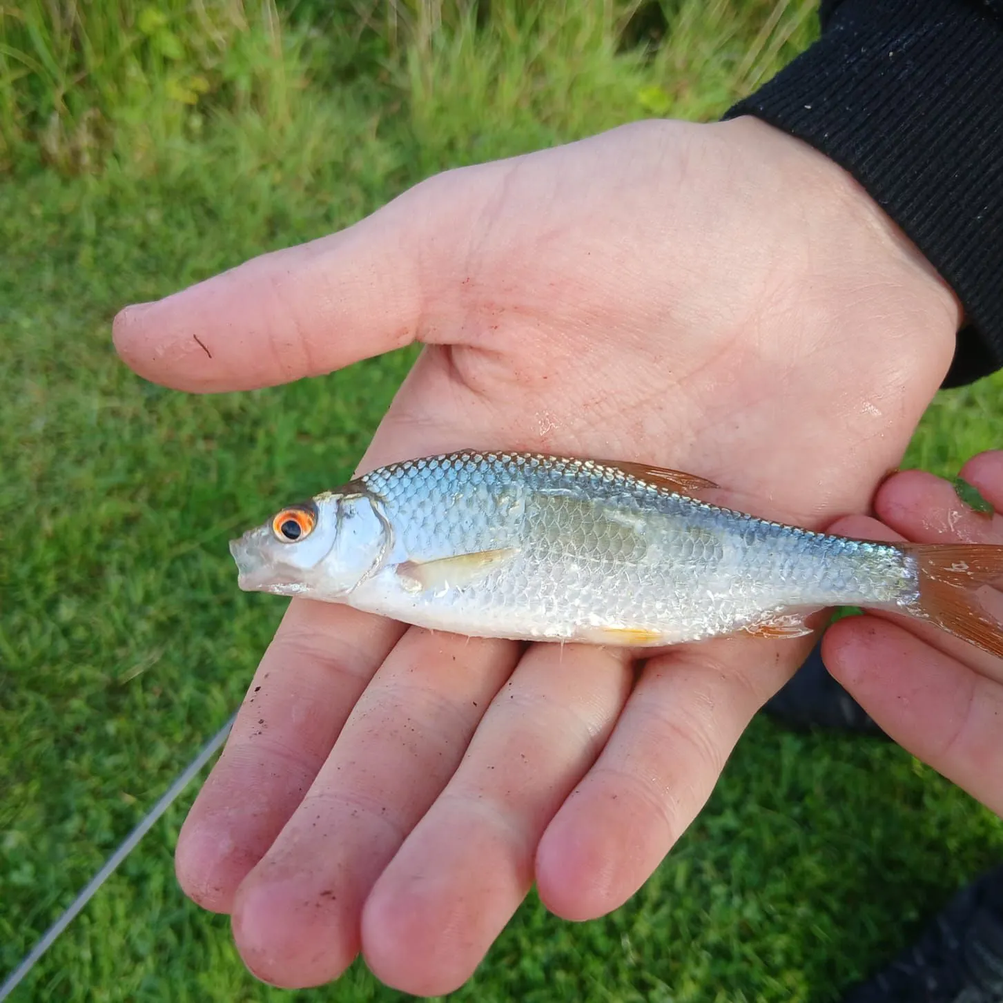 Common roach caught on Fishbrain