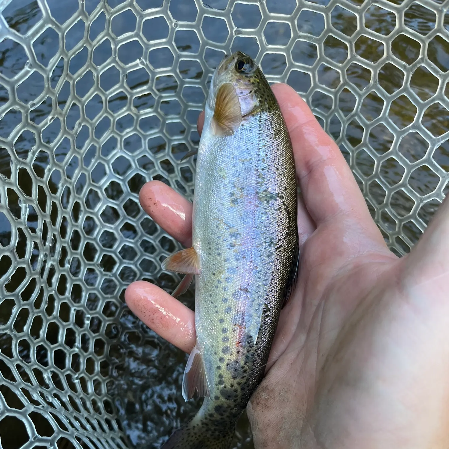 Rainbow trout caught on Fishbrain