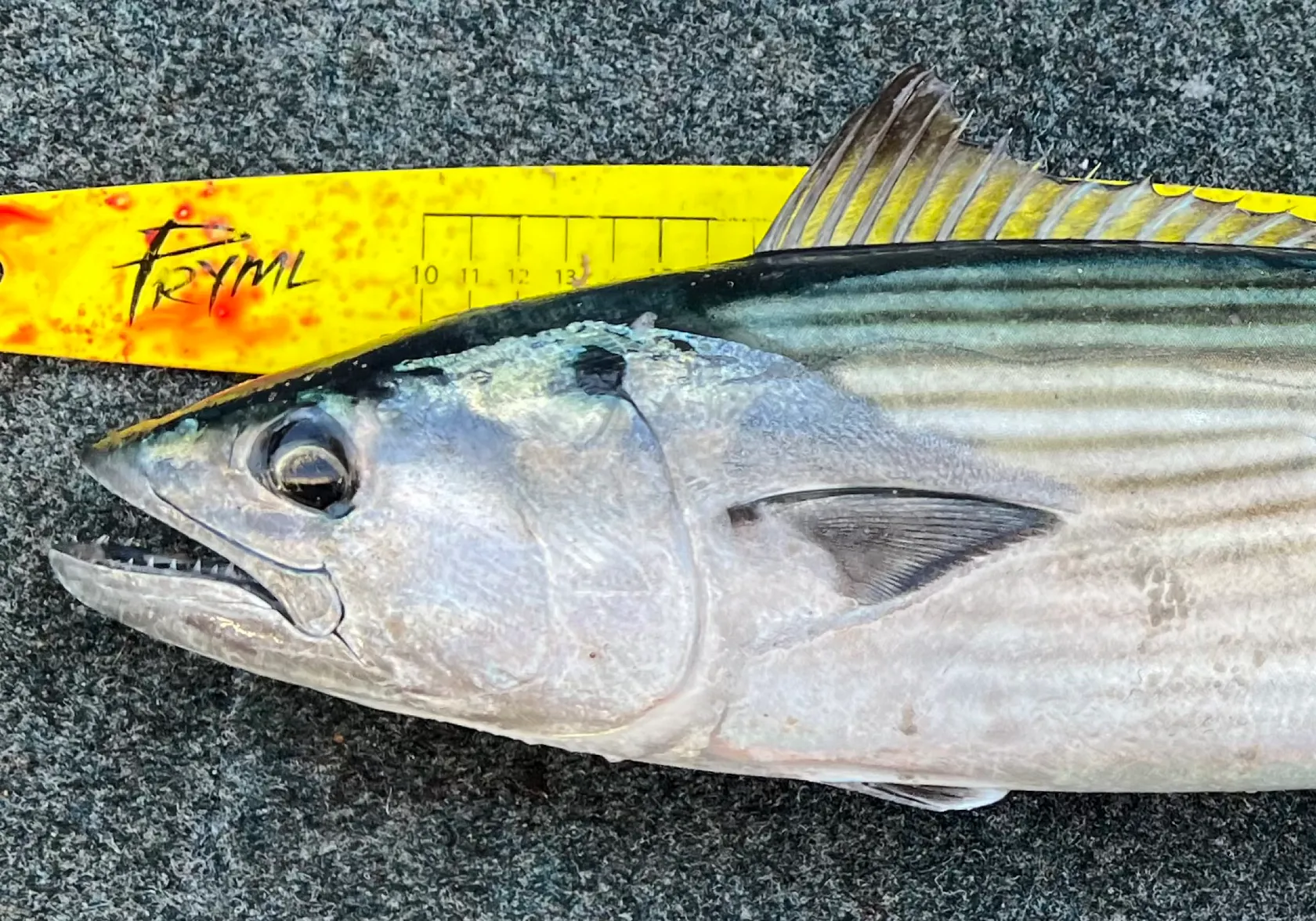 Australian bonito